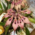Bulbophyllum [Bulb.] rothschildianum.JPG