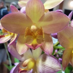 Spathoglottis (Spa.)