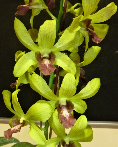 (Den. Waianae Valley x Den. Chao Praya Moonlight).JPG