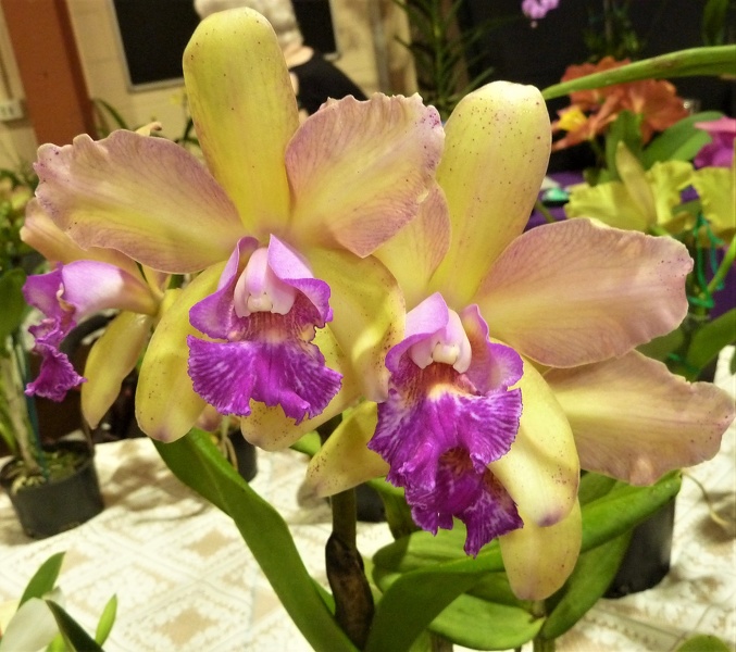 (Rlc. Golden Reign x C. Caudebec).JPG