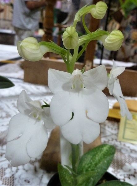 Habenaria [Hab.] carnea 'Alba'.JPG