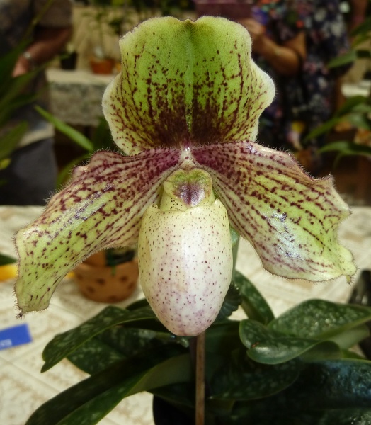 Paph. Miss Faith Hanbury (Paph. glaucophyllum x Paph. niveum).JPG