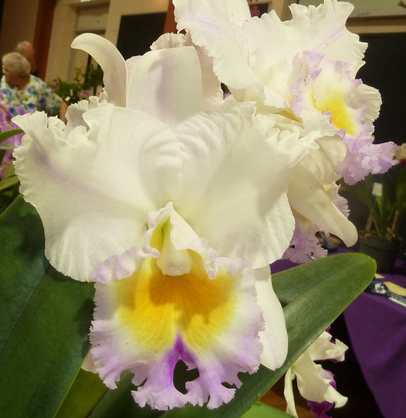 Rlc. California Girl.JPG