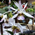 Holcoglossum [Holc.] wangii.JPG