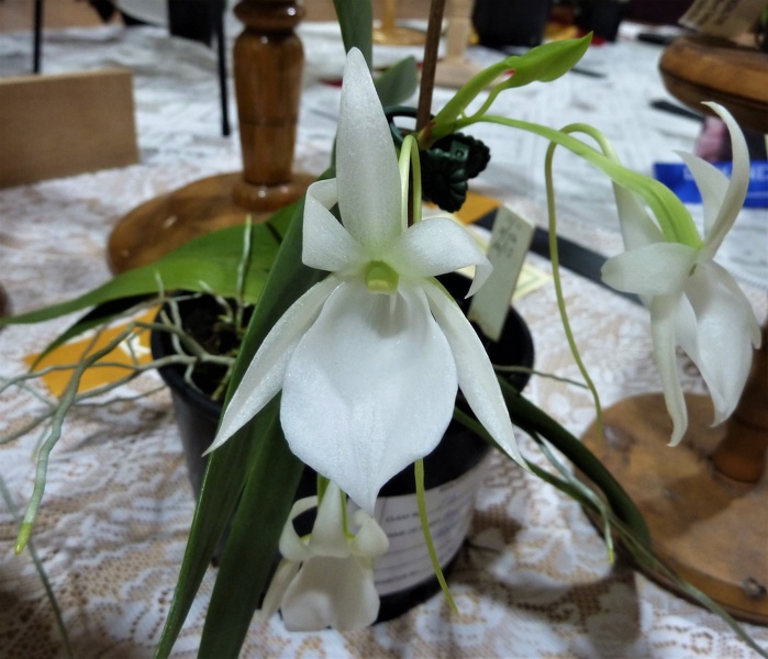 Angraecum [Angcm.] leonis.JPG