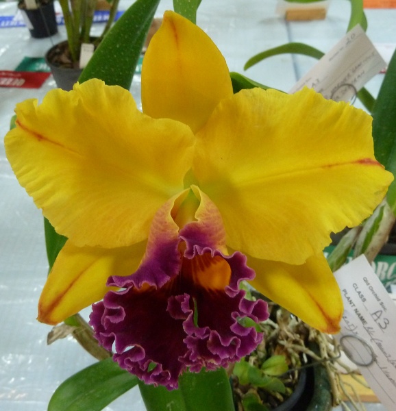 (Rlc. Mount Isa x Rlc. Glenn Maidment) x  Rlc. Jac Illumination.JPG