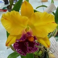 (Rlc. Mount Isa x Rlc. Glenn Maidment) x  Rlc. Jac Illumination.JPG