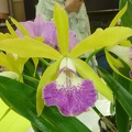 (Rth. Sunny Sword x Bc. Binosa)