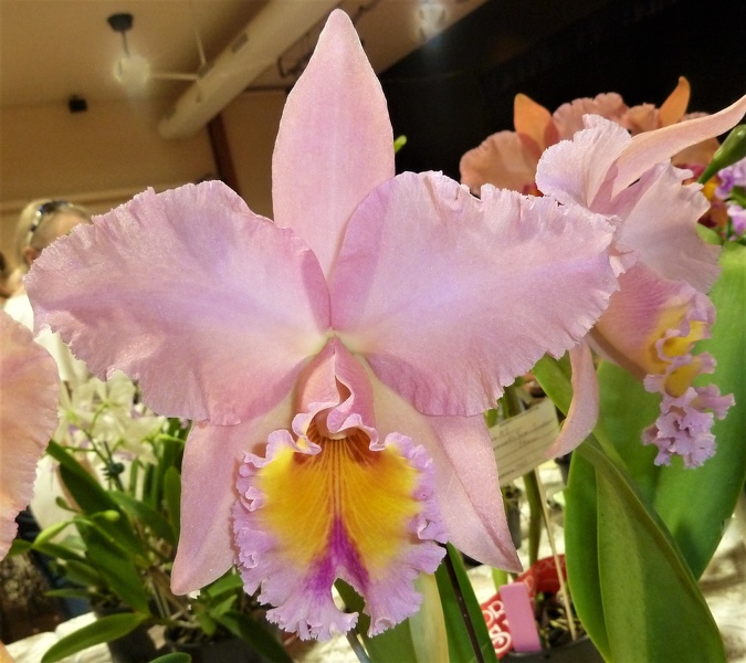 Rhyncholaeliocattleya [Rlc.] George King.JPG