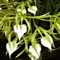 Brassavola [B.] subulifolia.JPG