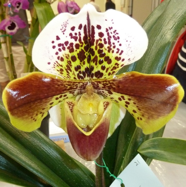 Paph. Oliver Ho.JPG