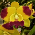 (Ctt. Ploenpit Crown x Rlc. Sierra Belle).JPG