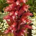 Stenorrhynchos [Strs.] speciosum.JPG