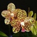 Phal. Chang Jhih Greengrape.JPG