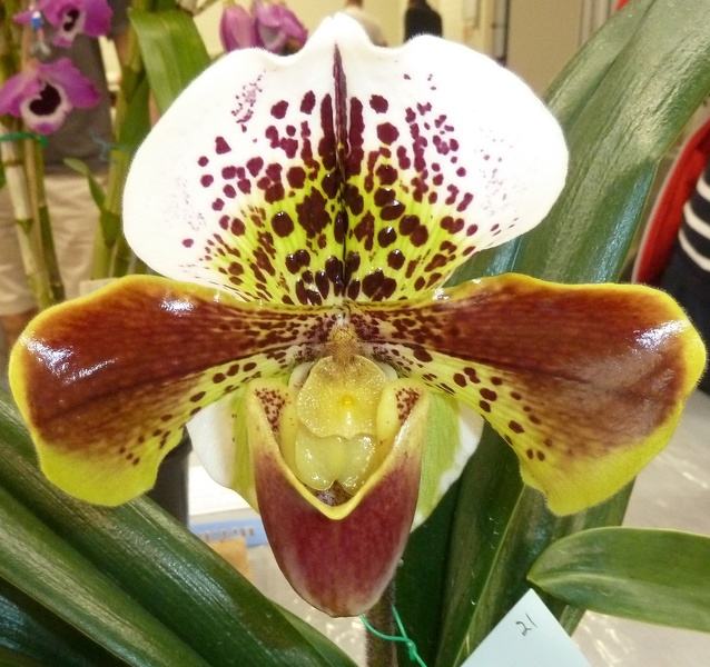 Paph. Oliver Ho.JPG