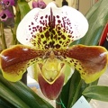 Paph. Oliver Ho.JPG