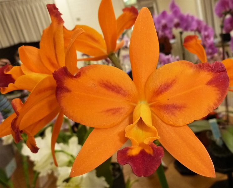 Cattlianthe [Ctt.] Fire Gem.JPG