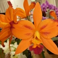 Cattlianthe [Ctt.] Fire Gem.JPG