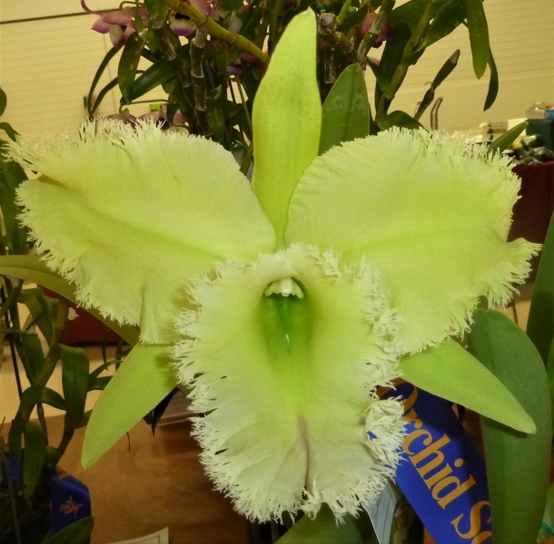 Rlc. Golf Green 'Spucky'.JPG