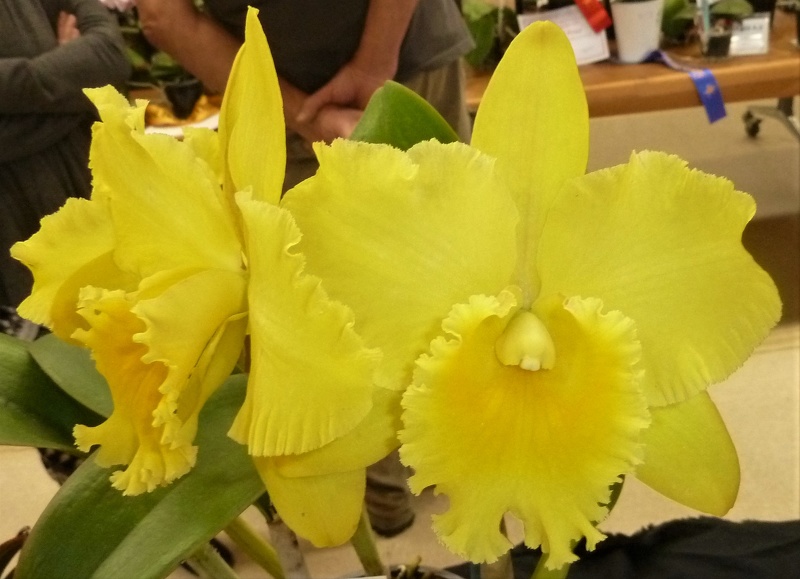 (Rlc. Toshie Flare x Rlc. Goldenzelle).JPG