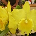 (Rlc. Toshie Flare x Rlc. Goldenzelle).JPG