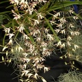 Den. Mighty Mite (Den. canaliculatum x Den. carronii).JPG