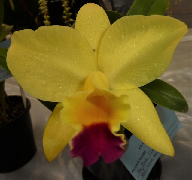 Rth. Topaz Quaint (C. Dal's Tradition x Rth. Love Sound).JPG