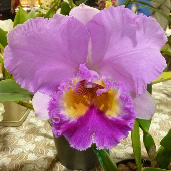 Rlc. Sylvia Fry 'Supreme'.JPG