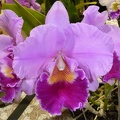 (Rlc. Brunswick Bonanza x Rlc. Brunswick Beauty).JPG