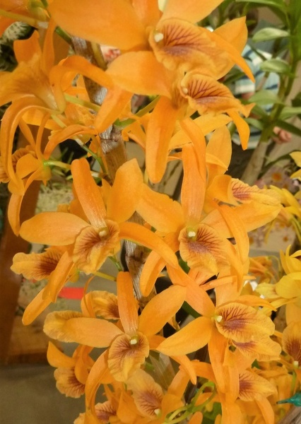 Den. Stardust (Den. unicum x Den. Ukon).JPG