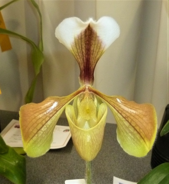 Paph. villosum.JPG