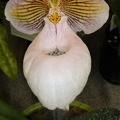 Paph. micranthum.JPG