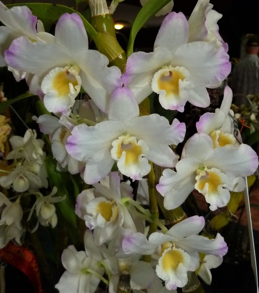 Den. White Rabbit 'Sukura'.JPG