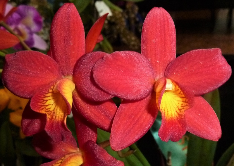 C. Precious Jewel x Ctt. Rojo