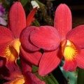 C. Precious Jewel x Ctt. Rojo