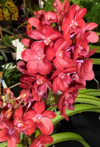 Vasco. Crownfox Red Gem (Rhy. gigantea x Ascda. Red Gem).JPG