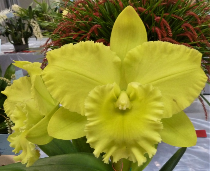 Rlc. Karen Sunrise.JPG