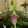 Paph. sukhakulii.JPG