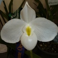 Paphiopedilum [Paph.] delenatii var. alba.JPG