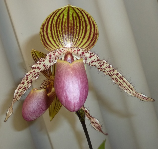 Paph. Transvaal 'Flirty Girl'.JPG