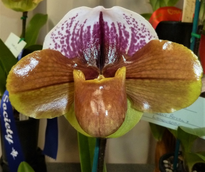 Paph. Charlie's Girl.JPG