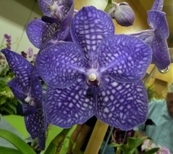 (Ascda. Sunfun x V. coerulea).JPG