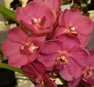 Ratchaburi Golden Red "Chery"