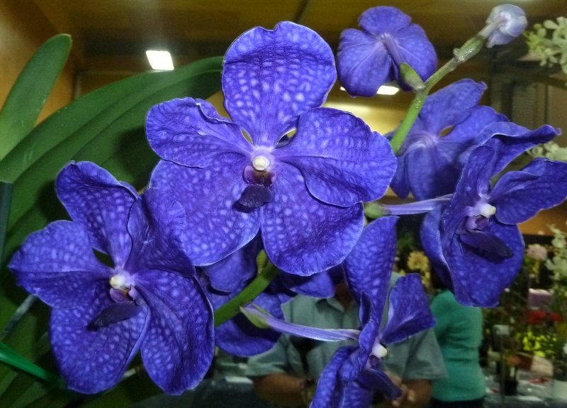 V. Patcharee Delight 'Indigo'.JPG