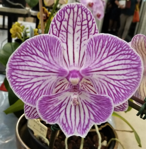 Dtps. Yu Pin Fireworks.JPG