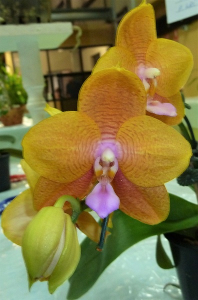 Dtps. Sogo Shito x Phal. Ld's Bear Queen.JPG