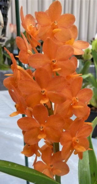 V. Fuchs Gold x Asctm. Sagarik Gold.JPG