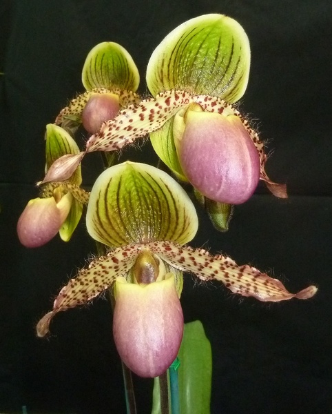 Paph. Yongala 'Rock & Roll'  (Paph. Transvaal x Paph. chamberlainianum).JPG