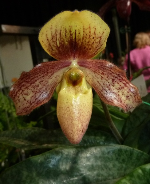 Paph. Tinicum (Paph. glaucophyllum x Paph. concolor).JPG