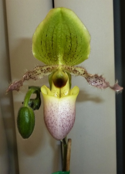 Paph. primulinum.JPG